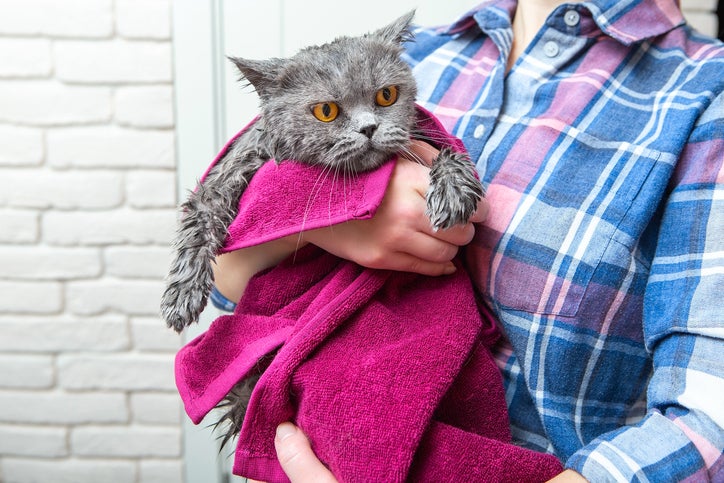 A washed domestic cat wrapped in a towel. An adult cat in caring hands. Pet Care