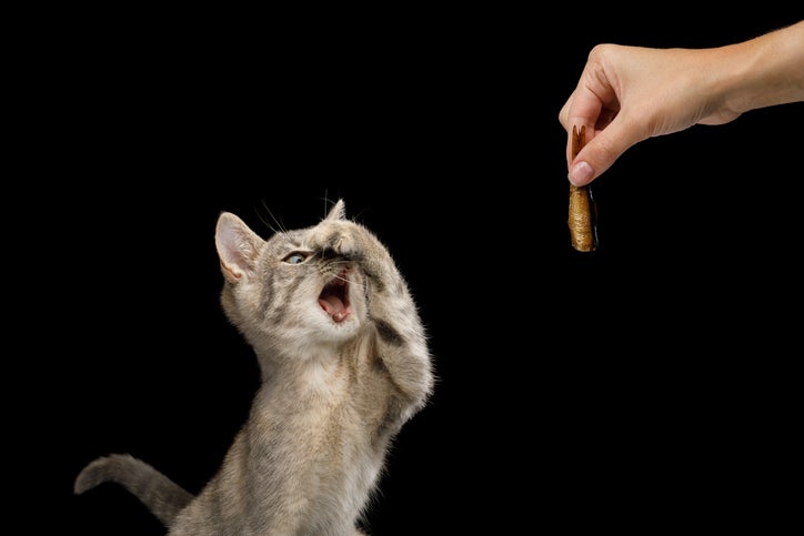 Cute Kitten with Tortoise fur on Isolated Black Background