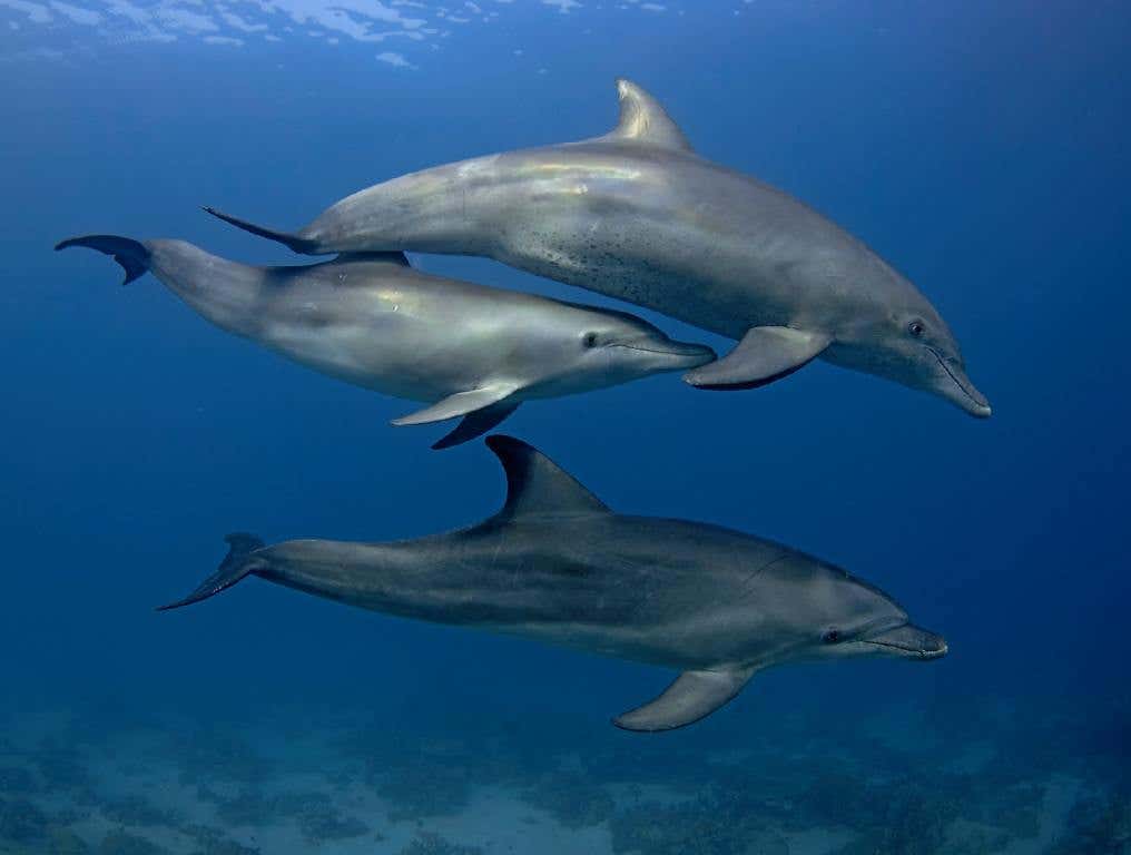 Three Dolphins