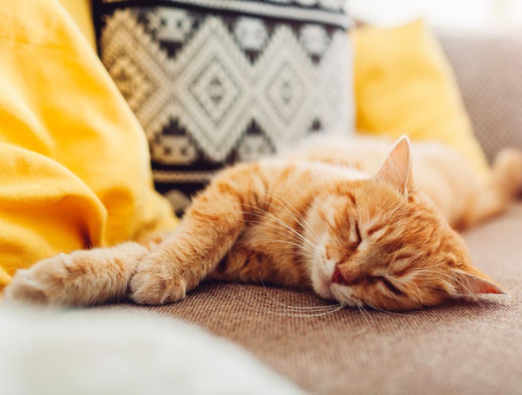 orange cat sleeping on couch.