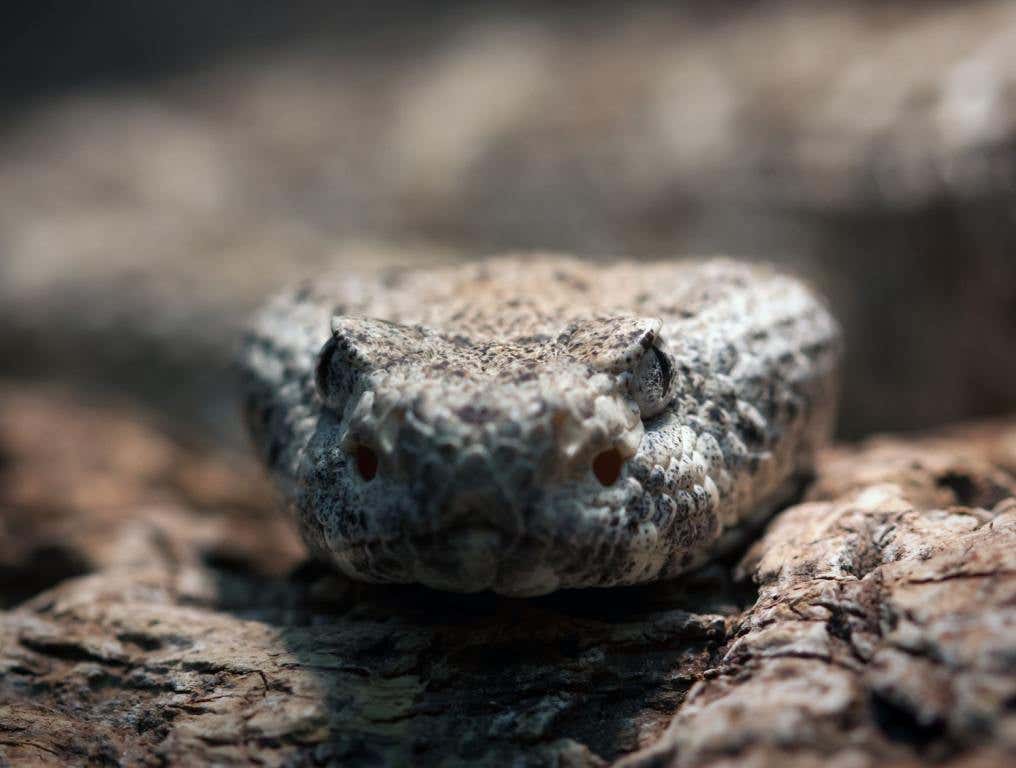 Panamint Rattlesnake