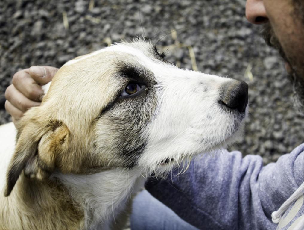 Sad mastiff dog with owner.