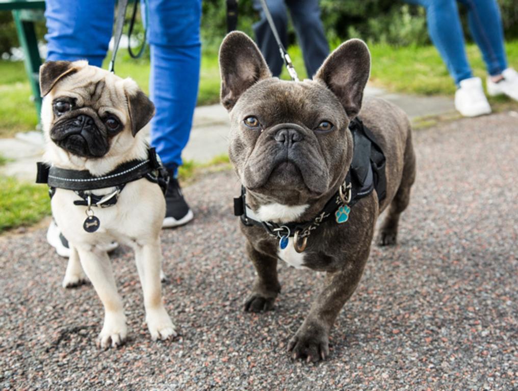 A young pug and french bulldog posing together for the camera, while being taken on a walk, dog walk.