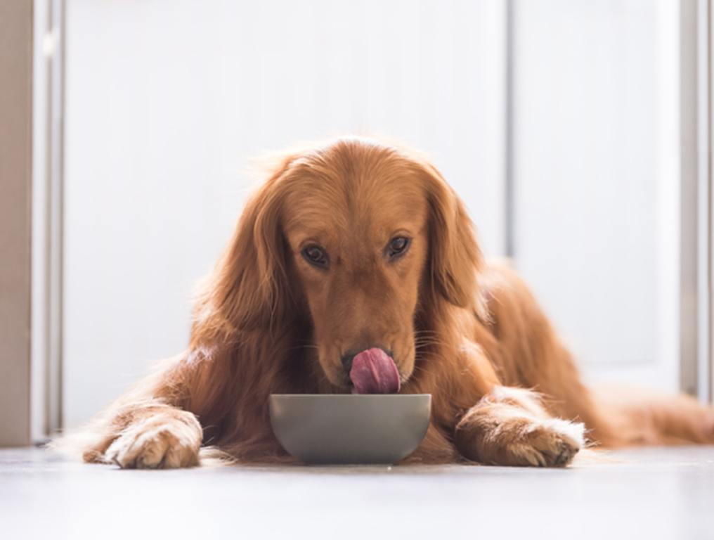 Golden Retriever eating