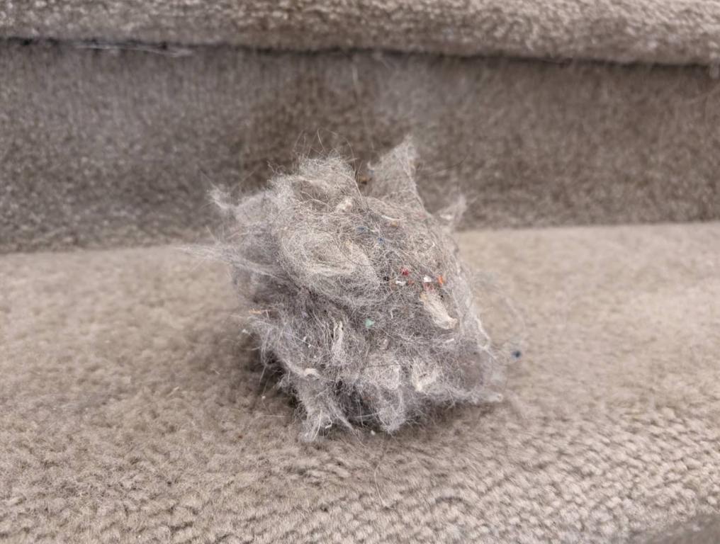 hairball on carpet