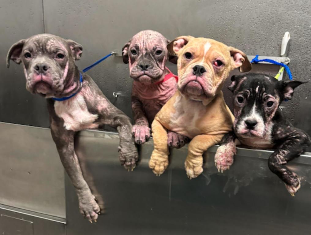 Four puppies from the Animal Foundation that were left in the heat.