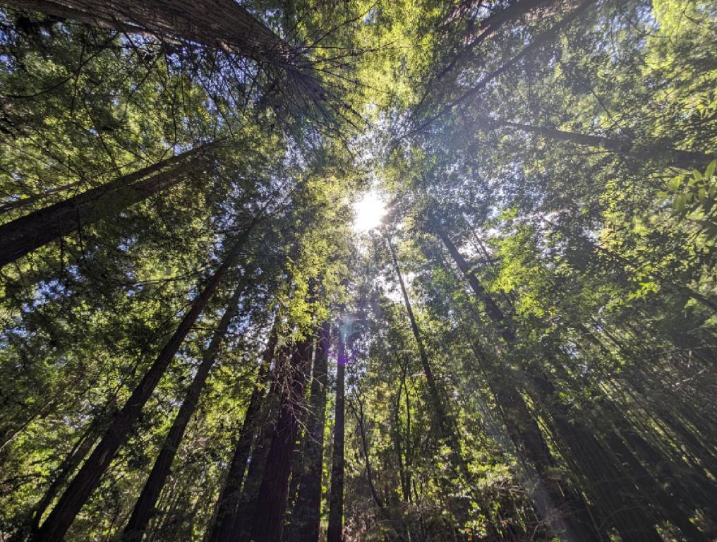 looking up at redwoods in northern california