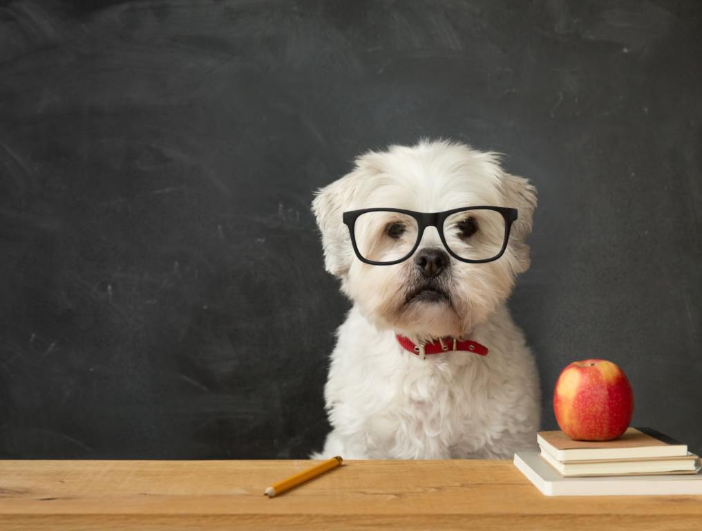 A dog wearing glasses. Now, we have some insight into the smartest dog breeds in the world, thanks to some research from dog experts.