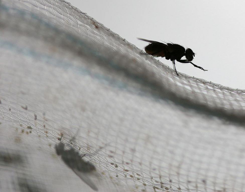 House fly. Man Loses His Eye After Killing Fly That Landed On His Face