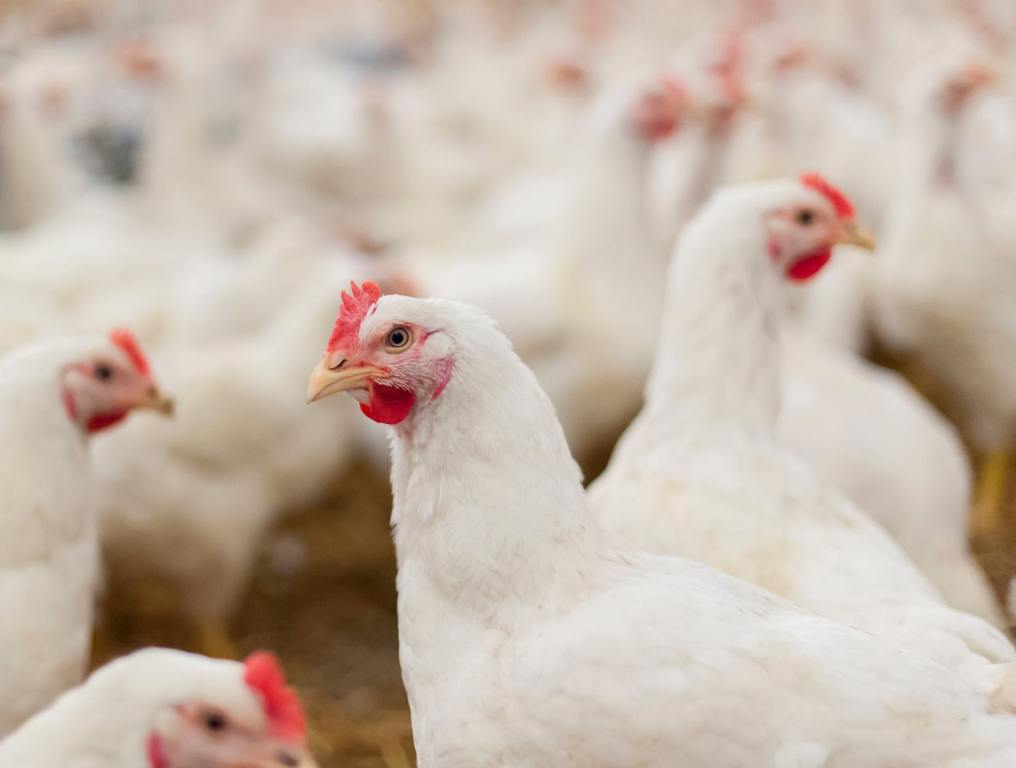 This photo is of chickens in a coop, and the story is about chickens dying in Las Vegas.