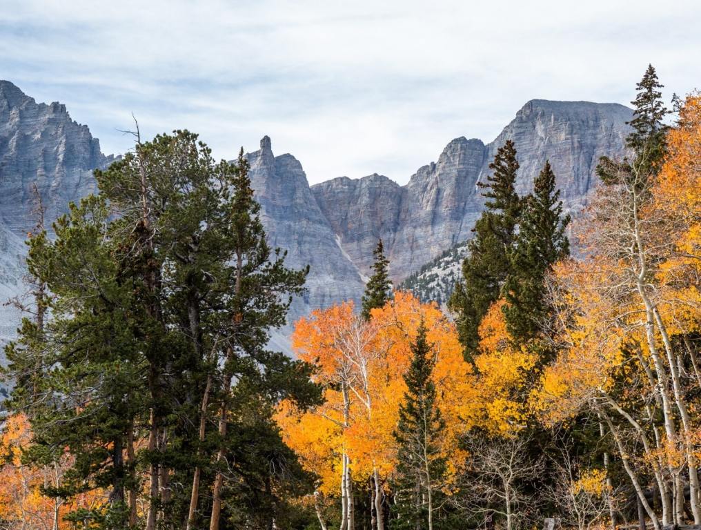 Fall leaves on a mountain side. This story is about where to see fall leaves change color in Las Vegas