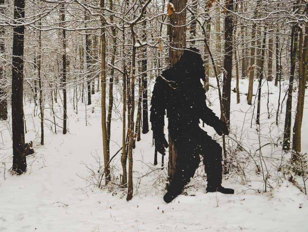 search for bigfoot in forest